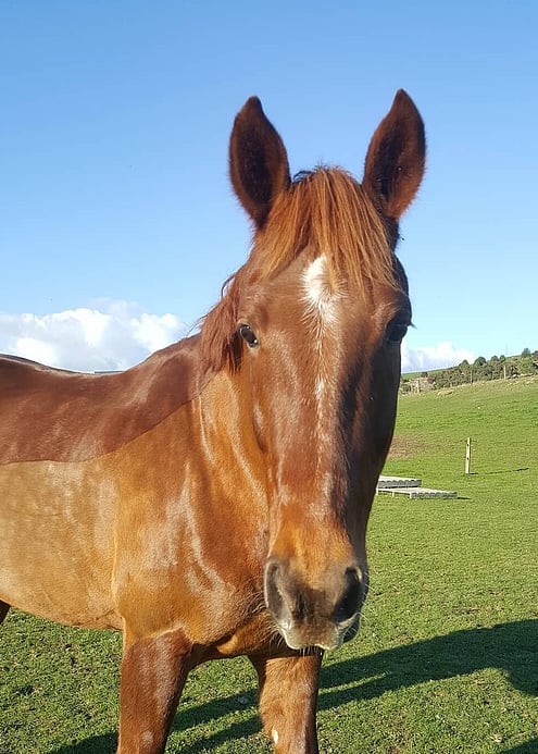 safe trekking horse at stone hill