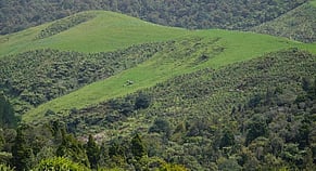 Tīmata vs Traditional Native Planting