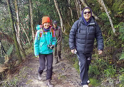 Matemateaonga Track Tramp