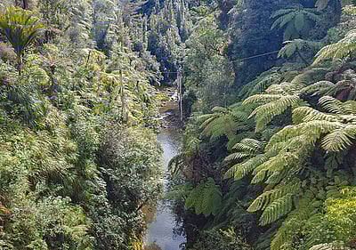 Matemateaonga Track Tramp