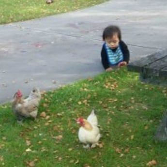 Waipukurau child with chickens