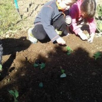 Sprouts kids gardening 