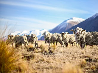 Sheep grazing on Omahau Hill Station farmland