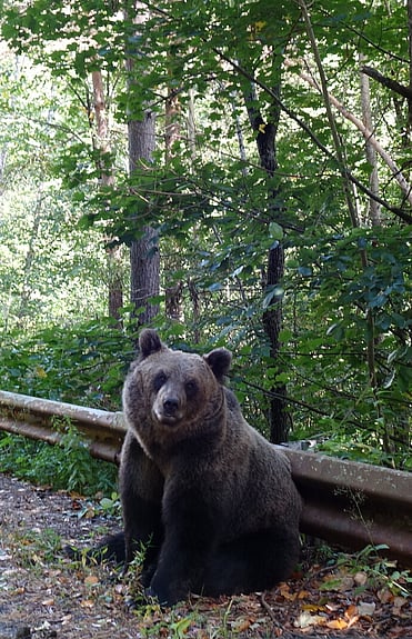Brown Bear sitting on the side of the road in Romania.
