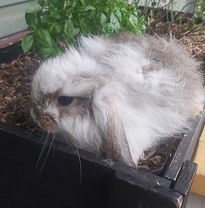 VIOLET - Ready to pickup from 10 March