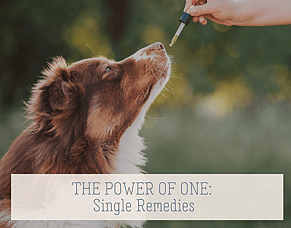 Single vs Combination Homeopathic Remedies for Animals