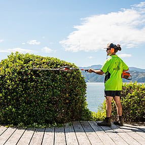 Trimming Escallonia Ball