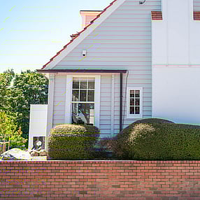 Muehlenbeckia clouds