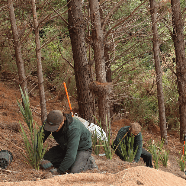 Gardening team from Oliver's Army planting in Wellington