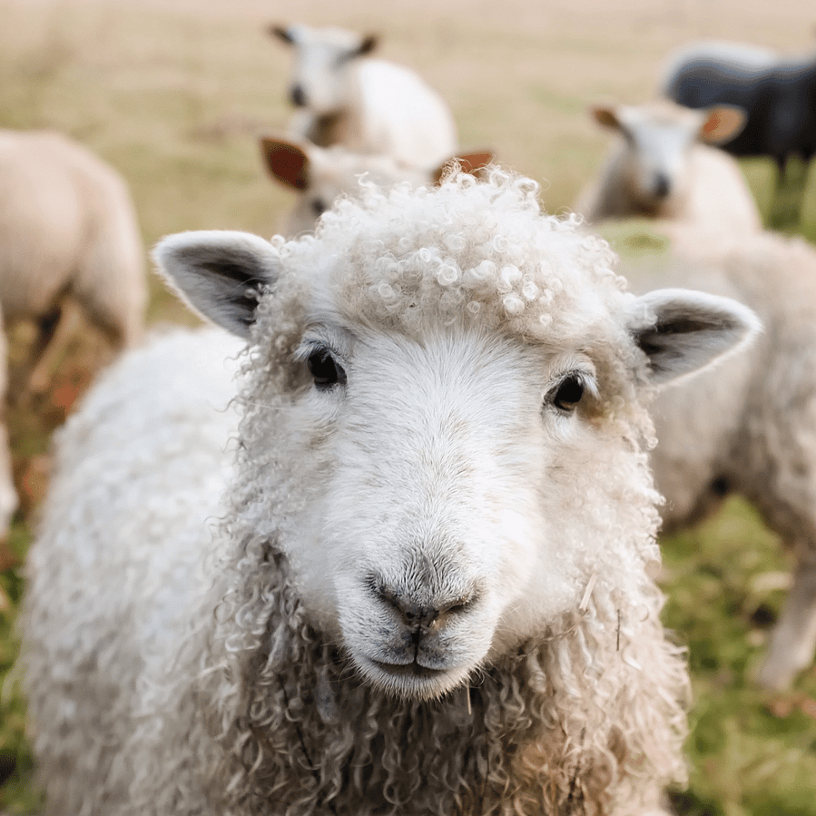 Close-up of a sheep looking directly at the camera