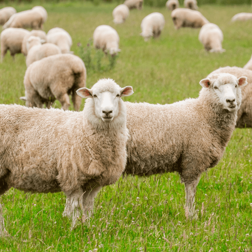 Sheep grazing peacefully in a green meadow in Waikato New Zealand