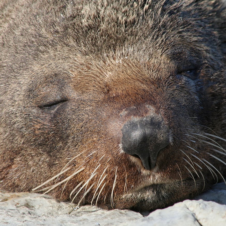 Close-up of a seal sleeping peacefully on a rock
