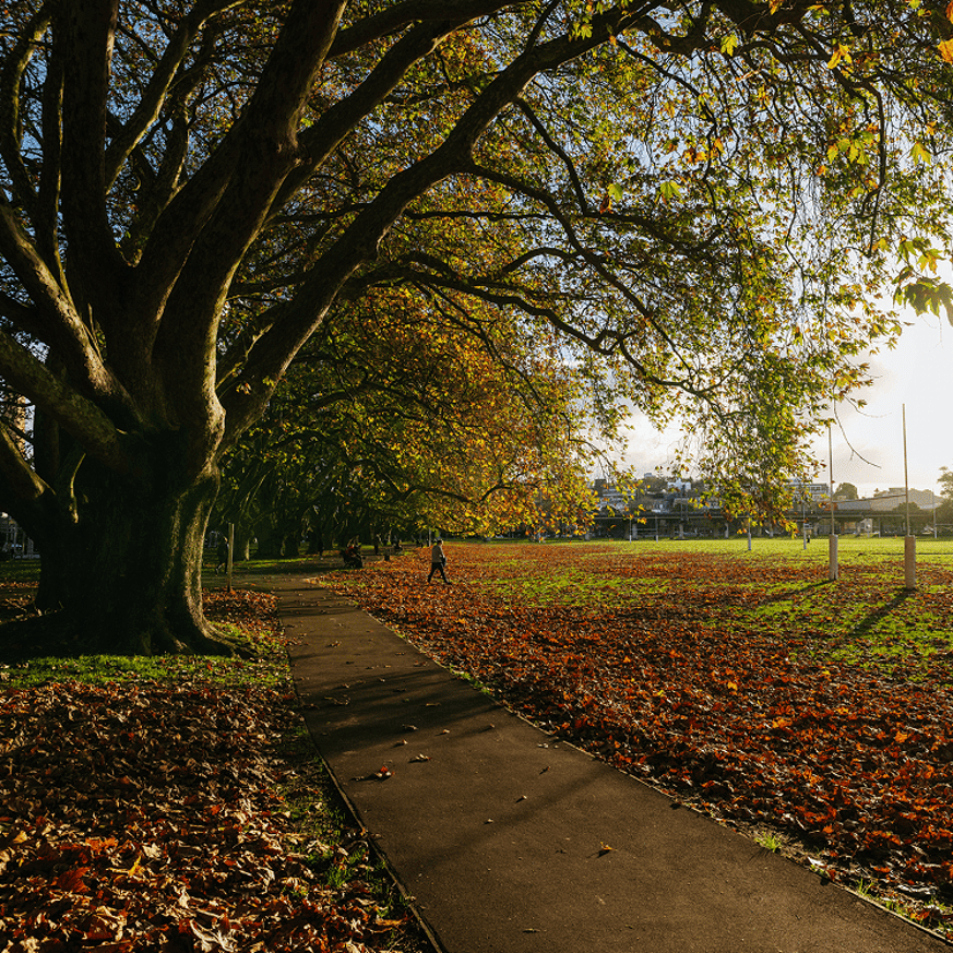 Victoria Park in Auckland on an autumn day with colorful falling leaves
