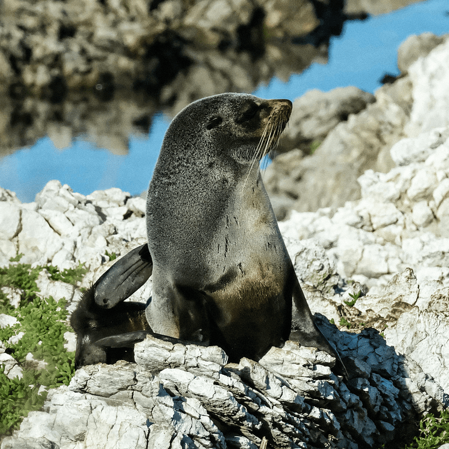Seal resting on a rock near the ocean