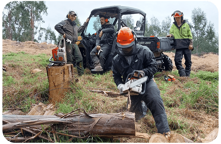 Chainsaw course