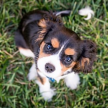 view of small cute puppy from above