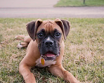 boxer dog lying on lawn looking at camera