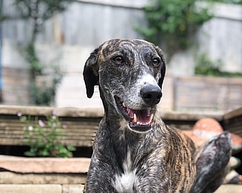 greyhound dog lying down with mouth open looking happy
