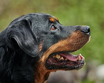side profile of rottweiler dog looking happy