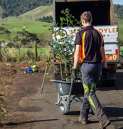 Arborist bringing a wheelbarrow full of trees to be planted.