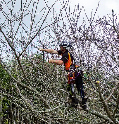 arborist pruning a tree