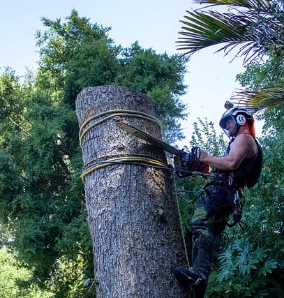 Arborist cutting a tree with a chainsaw.