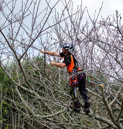 Arborist pruning a tree.