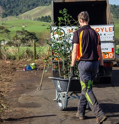 Arborist bringing a wheelbarrow full of trees to be planted.