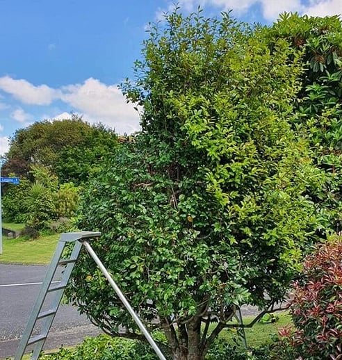 a tree next to a ladder for tree pruning