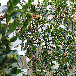 hedge of camellia trees