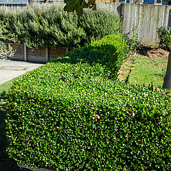 buxus hedge