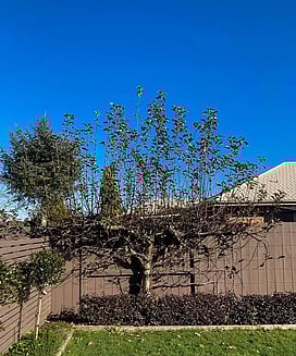 Fruit tree espalier
