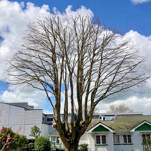 Final result of a tree crown reduction on a 