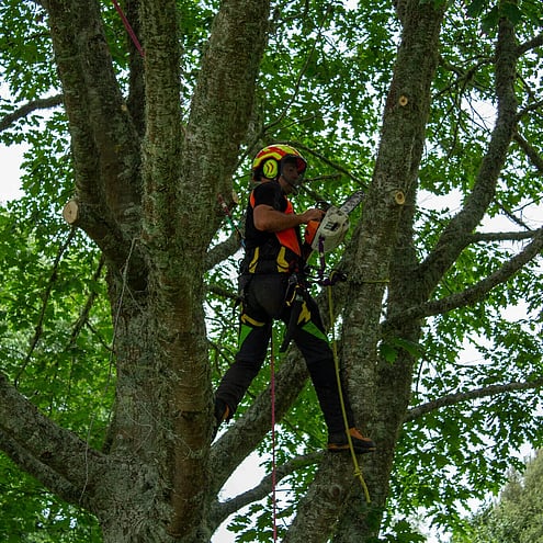 Arborist performing tree work up in the tree with a chainsaw.