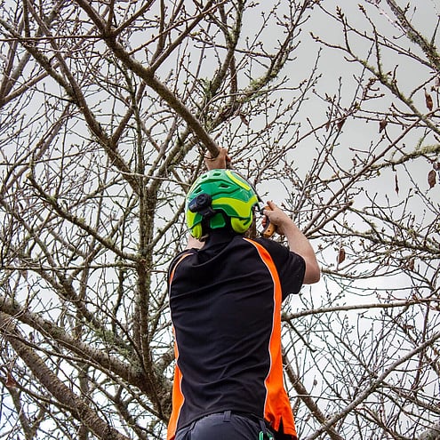 Arborist removing any deadwood from a tree.