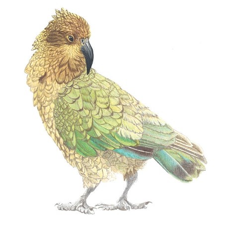 Kea (Nestor notabilis) artwork