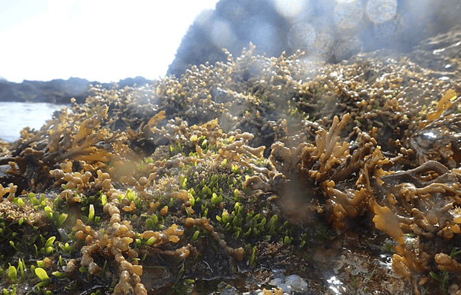 Exotic caulerpa found in the intertidal zone at Omakiwi Cove. Photo: The Cawthron Institute
