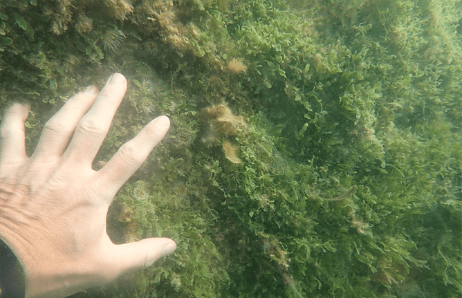 Exotic caulerpa matting found around Shag Rock outside of Omakiwi Cove, 29 Jan 2026. Photo: The Cawthron Institute.