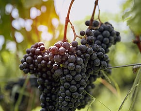 Vintage comes early to NZ 2026