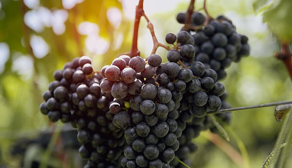 Vintage comes early to NZ 2026