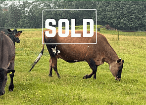 19 x Jersey Autumn Calving Heifers. DTC from 14/03 - SOLD! - BW: 112, PW: 127Jason Roberts, 027 707 1271