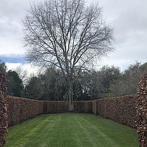 Tree Pruning Hamilton