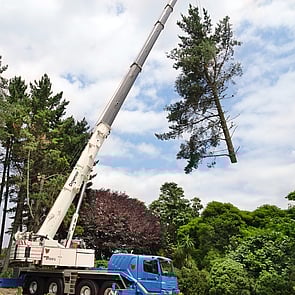 Tree Removals Hamilton