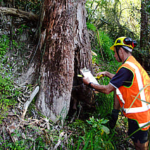 Tree Consultations Hamilton