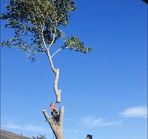 Tree Removals Hamilton