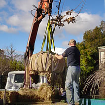 Tree Transplanting