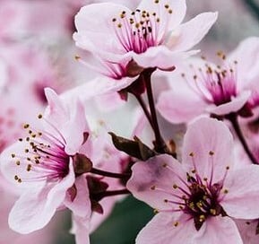 PINK,  - Like a Blush