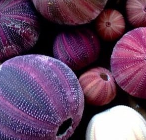 PURPLE - People Eaters Paradise