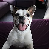 DONATE VIA BANK ACCOUNT - Acct Name: Chained Dog Rehabiliatation and RehomingAcct No: 03 1556 0180187 00