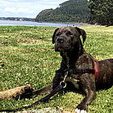 SPONSOR A DOG - Fill out our Sponsorship Form and provide regular donations to dogs in our care